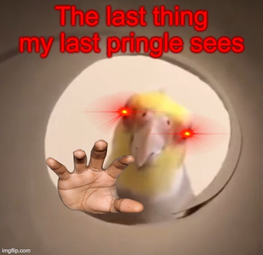Cockatiel all seeing eye | The last thing my last pringle sees | image tagged in cockatiel all seeing eye | made w/ Imgflip meme maker