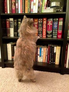 Cat Bookshelf Blank Meme Template