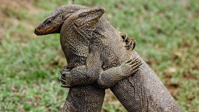 i found this while looking up lizards | made w/ Imgflip meme maker