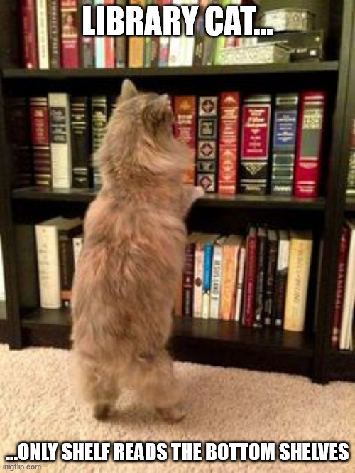 Cat Bookshelf | LIBRARY CAT... ...ONLY SHELF READS THE BOTTOM SHELVES | image tagged in cat bookshelf,cat,books,bookshelf | made w/ Imgflip meme maker