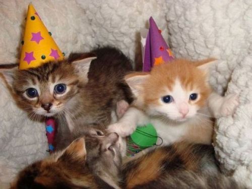 image tagged in cats,animals,kittens