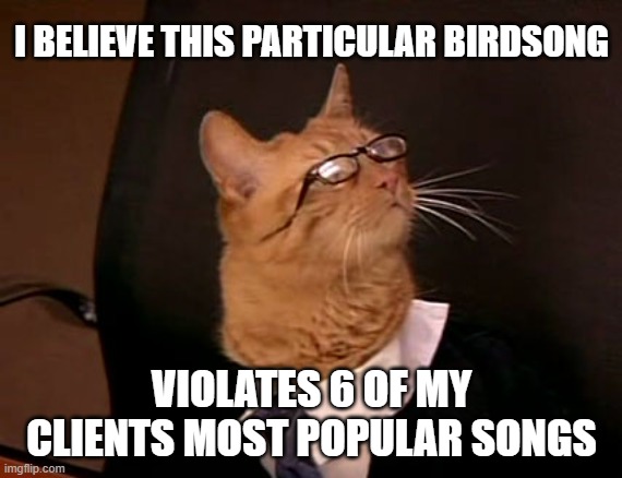 Lawyer cat | I BELIEVE THIS PARTICULAR BIRDSONG; VIOLATES 6 OF MY CLIENTS MOST POPULAR SONGS | image tagged in lawyer cat,copyright,music | made w/ Imgflip meme maker