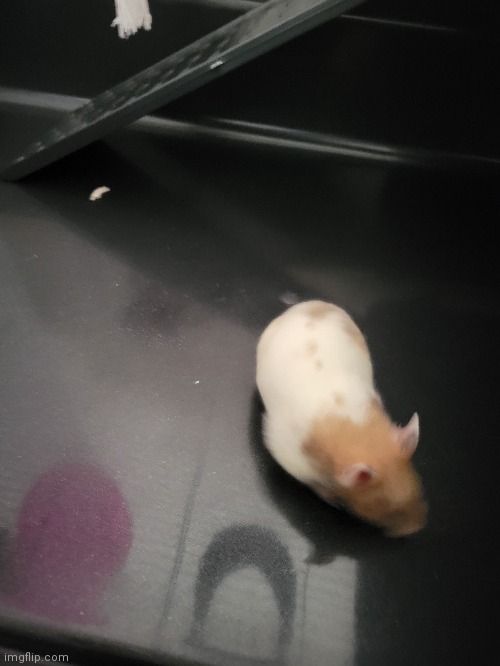 This here is Fergus the Feral, our newest hammie. He earned the title by chewing holes all over the damn box he was in. | image tagged in feral hamster | made w/ Imgflip meme maker