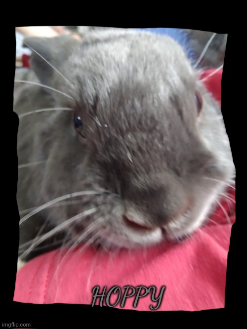 My sister's bunny hoppy | HOPPY | made w/ Imgflip meme maker