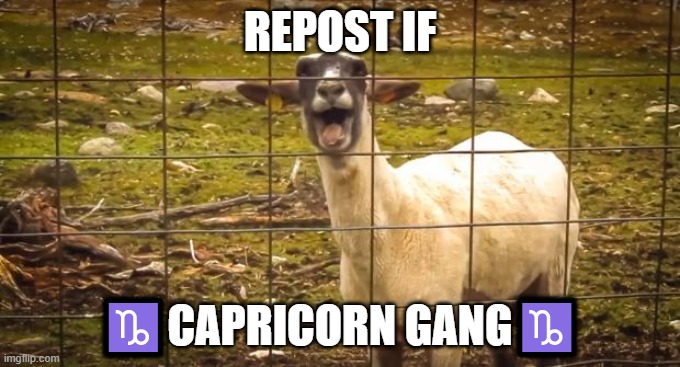 Screaming goat | REPOST IF; ♑CAPRICORN GANG♑ | image tagged in screaming goat | made w/ Imgflip meme maker