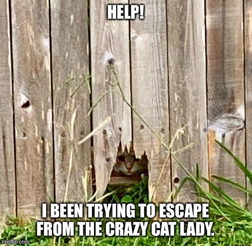 Yellow cat | HELP! I BEEN TRYING TO ESCAPE FROM THE CRAZY CAT LADY. | image tagged in yellow cat | made w/ Imgflip meme maker