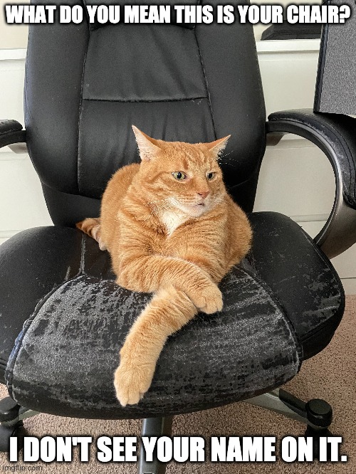 ha ha mango is a theif | WHAT DO YOU MEAN THIS IS YOUR CHAIR? I DON'T SEE YOUR NAME ON IT. | image tagged in mango,funny,cats,memes,chair,name | made w/ Imgflip meme maker