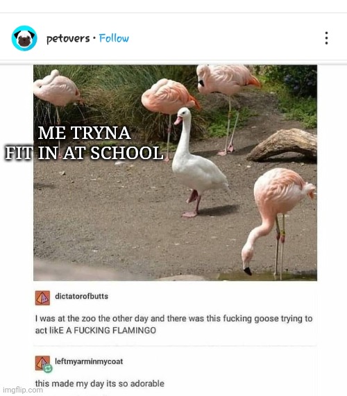 Flamingoose | ME TRYNA FIT IN AT SCHOOL | image tagged in flamingo,goose,school,fitting in | made w/ Imgflip meme maker