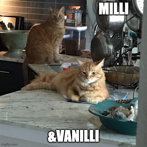 We don't lipsync | MILLI; &VANILLI | image tagged in cats | made w/ Imgflip meme maker
