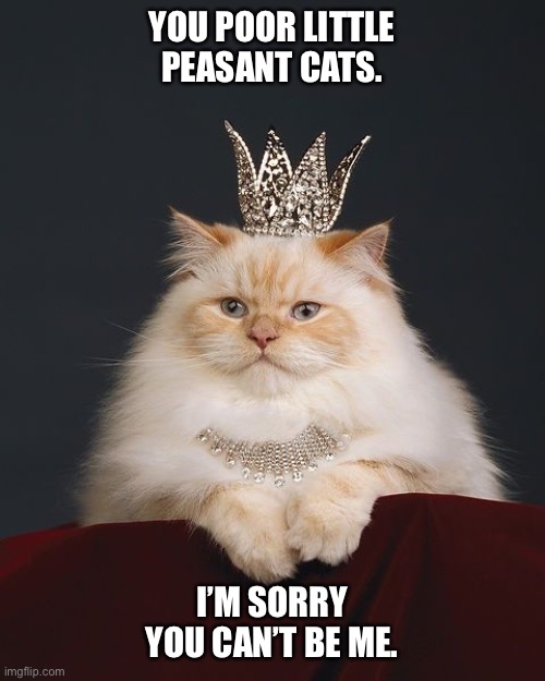 the-queen-cat |  YOU POOR LITTLE PEASANT CATS. I’M SORRY YOU CAN’T BE ME. | image tagged in the-queen-cat | made w/ Imgflip meme maker
