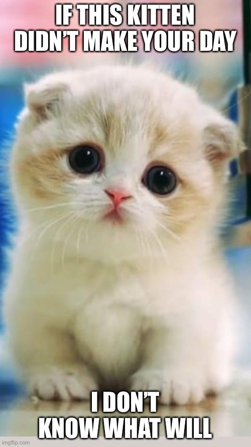 Hii | IF THIS KITTEN DIDN’T MAKE YOUR DAY; I DON’T KNOW WHAT WILL | image tagged in cats,cute | made w/ Imgflip meme maker