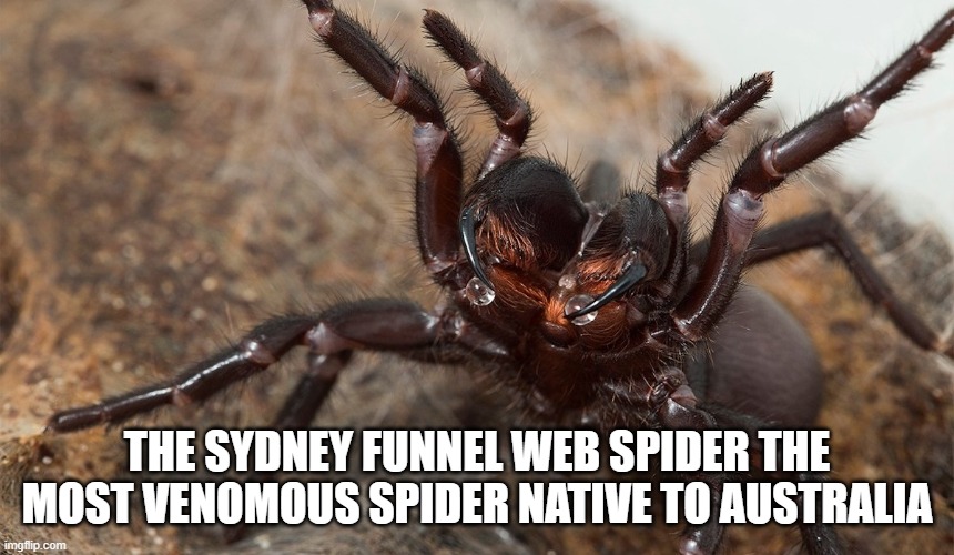 SPOODER | THE SYDNEY FUNNEL WEB SPIDER THE MOST VENOMOUS SPIDER NATIVE TO AUSTRALIA | image tagged in memes | made w/ Imgflip meme maker