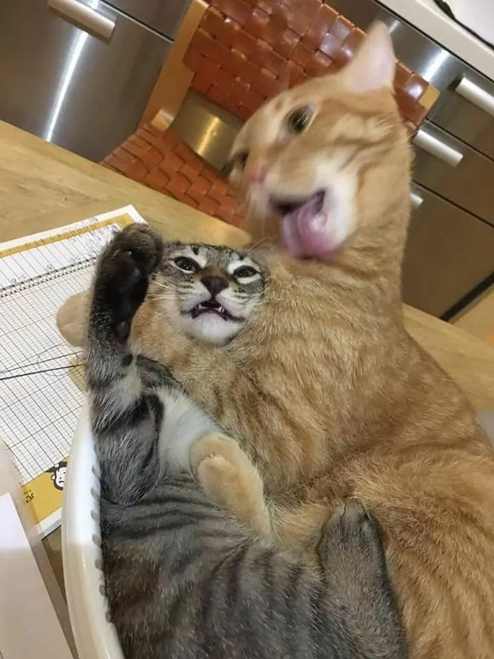 Cat choking other cat 2 Blank Meme Template