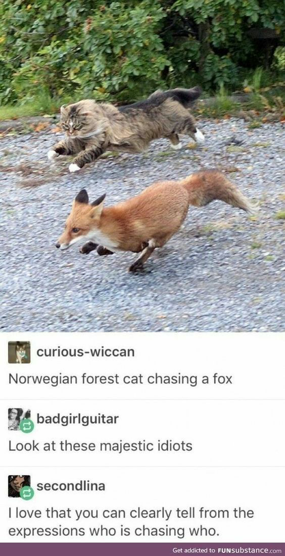 High Quality Norwegian forest cat chasing a fox Blank Meme Template