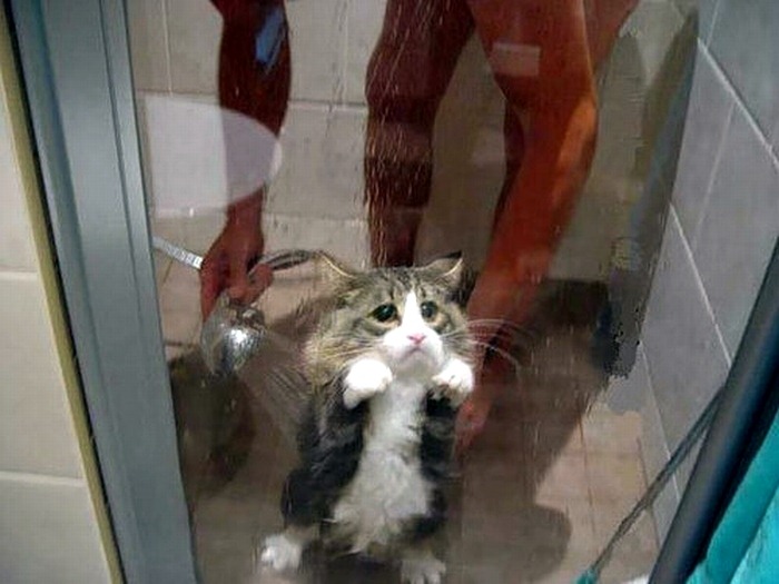 image tagged in cats,animals,kittens
