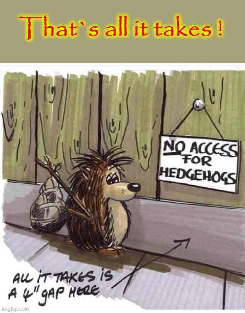 Hedgehogs need space ! | That`s all it takes ! | image tagged in hedgehog | made w/ Imgflip meme maker