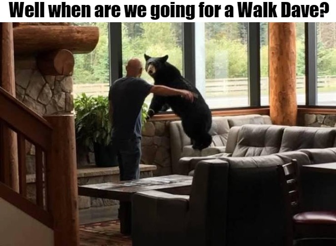 Well when are we going for a Walk Dave? | image tagged in dave | made w/ Imgflip meme maker