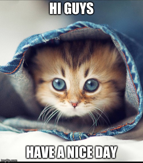 Meow :3 |  HI GUYS; HAVE A NICE DAY | image tagged in hi,have a nice day,cats,cute,blanket | made w/ Imgflip meme maker