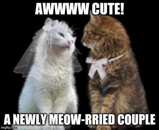 Meow-rried cats ^.^ | AWWWW CUTE! A NEWLY MEOW-RRIED COUPLE | image tagged in cats,memes,cute,married cats,cat pun | made w/ Imgflip meme maker