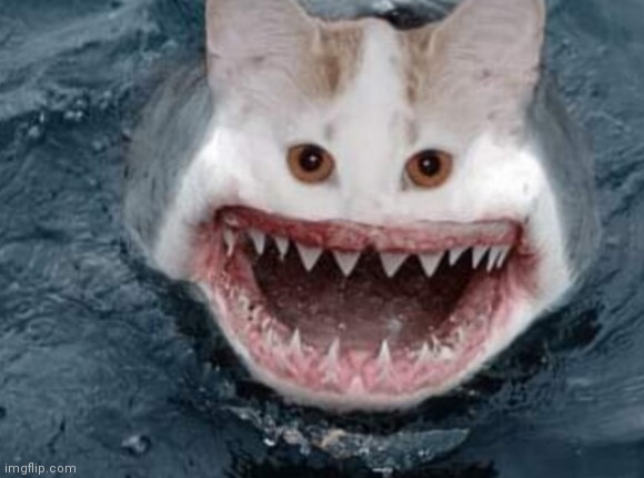 Scary Cat-Shark | image tagged in unsee juice,memes,cursed image | made w/ Imgflip meme maker