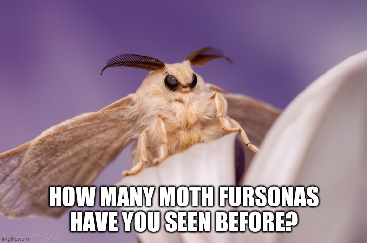 outraged moth | HOW MANY MOTH FURSONAS HAVE YOU SEEN BEFORE? | image tagged in outraged moth | made w/ Imgflip meme maker