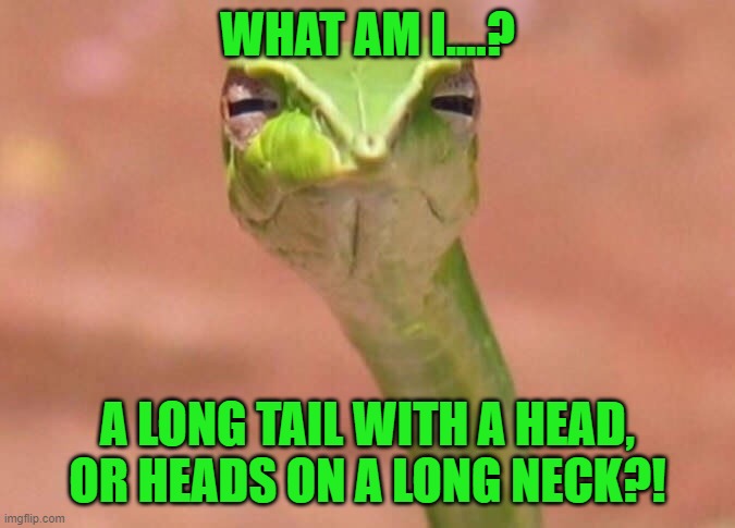 Skeptical snake | WHAT AM I....? A LONG TAIL WITH A HEAD, OR HEADS ON A LONG NECK?! | image tagged in skeptical snake | made w/ Imgflip meme maker