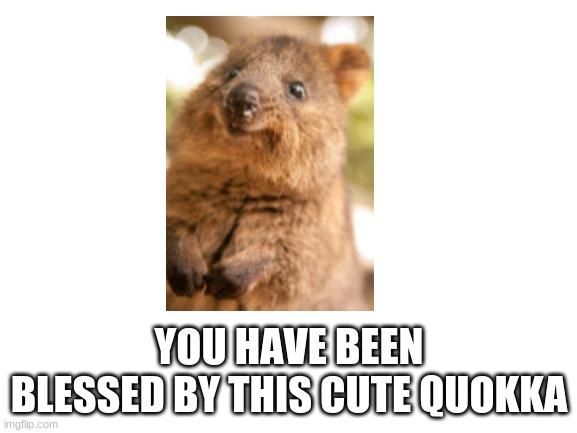 this is a Quokka | YOU HAVE BEEN BLESSED BY THIS CUTE QUOKKA | image tagged in blank white template | made w/ Imgflip meme maker