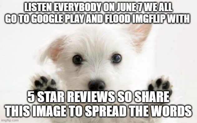click on this meme and right click on it and than press copy image address and spread these words | LISTEN EVERYBODY ON JUNE 7 WE ALL GO TO GOOGLE PLAY AND FLOOD IMGFLIP WITH; 5 STAR REVIEWS SO SHARE THIS IMAGE TO SPREAD THE WORDS | image tagged in cute dog,imgflip,review,5 star | made w/ Imgflip meme maker