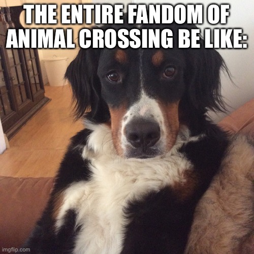 Not Funny Dog | THE ENTIRE FANDOM OF ANIMAL CROSSING BE LIKE: | image tagged in not funny dog | made w/ Imgflip meme maker