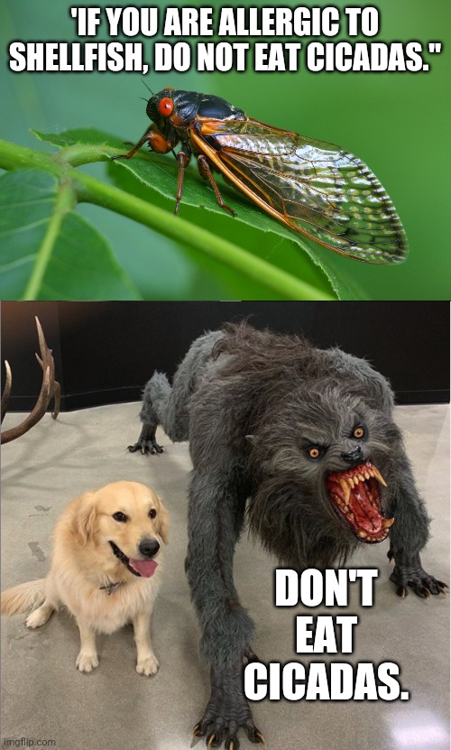 new product labeling required... | 'IF YOU ARE ALLERGIC TO SHELLFISH, DO NOT EAT CICADAS."; DON'T EAT CICADAS. | image tagged in cicada dgaf,dog vs werewolf | made w/ Imgflip meme maker