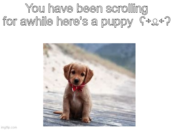 You have been scrolling for awhile here's a puppy  ʕ￫ᴥ￩ʔ | made w/ Imgflip meme maker
