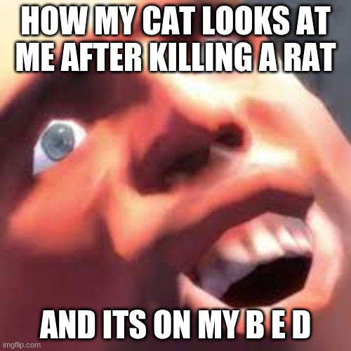 fr tho | HOW MY CAT LOOKS AT ME AFTER KILLING A RAT; AND ITS ON MY B E D | image tagged in tf2,tf2 heavy,cats,kill me | made w/ Imgflip meme maker