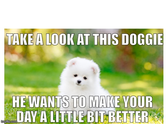 doggie | TAKE A LOOK AT THIS DOGGIE; HE WANTS TO MAKE YOUR DAY A LITTLE BIT BETTER | image tagged in dogs,cute,uwu,funny | made w/ Imgflip meme maker