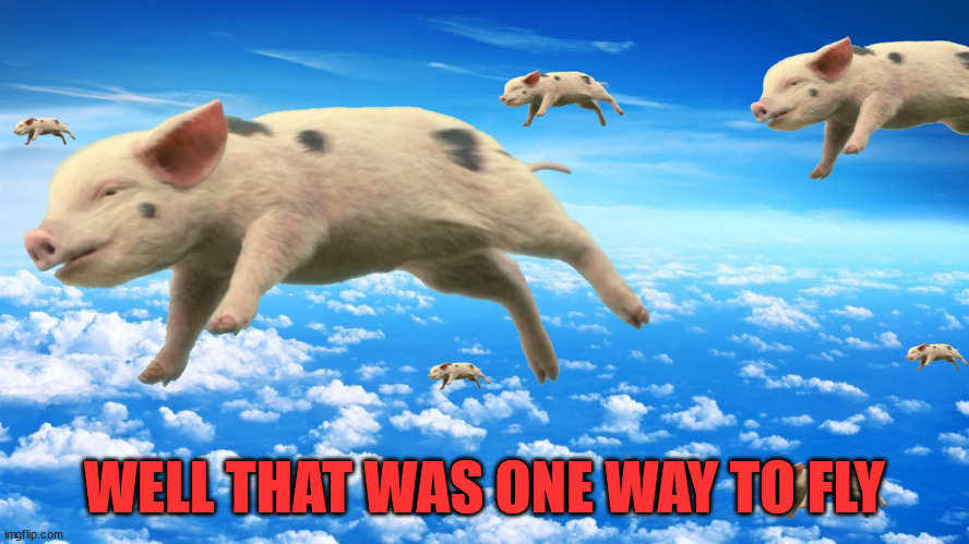 When Pigs Fly | WELL THAT WAS ONE WAY TO FLY | image tagged in when pigs fly | made w/ Imgflip meme maker