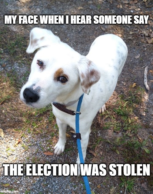 My Face When | MY FACE WHEN I HEAR SOMEONE SAY; THE ELECTION WAS STOLEN | image tagged in election,stolen,face,look,side eye,dog | made w/ Imgflip meme maker