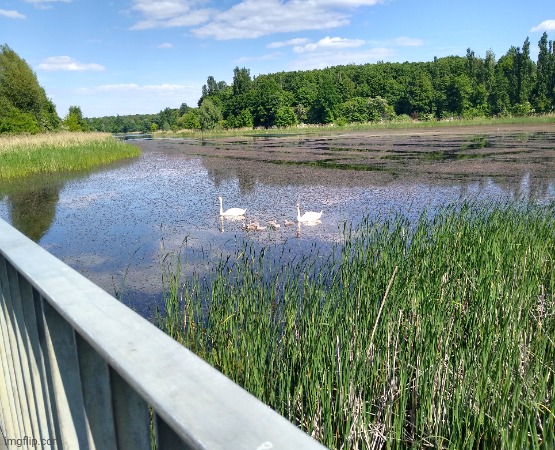 Swans on the lake | image tagged in birds,photos | made w/ Imgflip meme maker