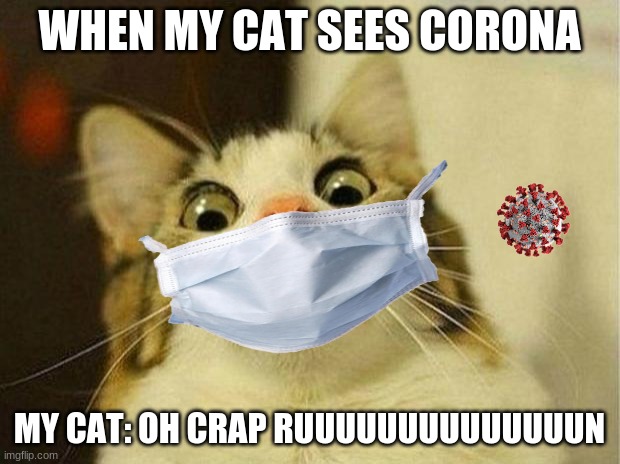 Scared Cat | WHEN MY CAT SEES CORONA; MY CAT: OH CRAP RUUUUUUUUUUUUUUN | image tagged in memes,scared cat | made w/ Imgflip meme maker