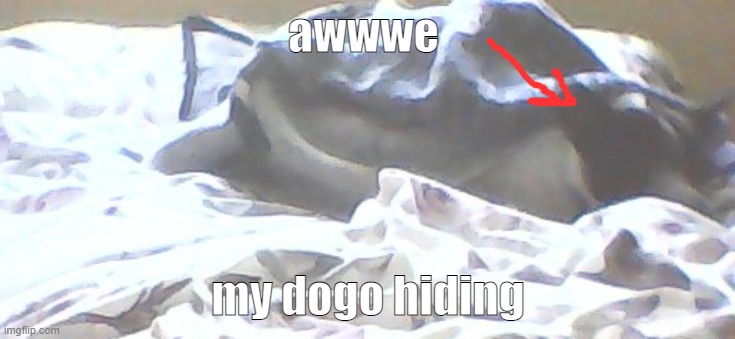 awwwe; my dogo hiding | made w/ Imgflip meme maker