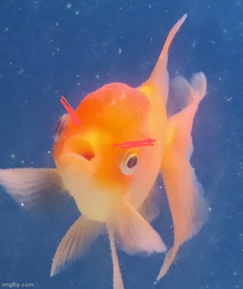 Annoyed fish template idk use it for something | image tagged in annoyed fish | made w/ Imgflip meme maker