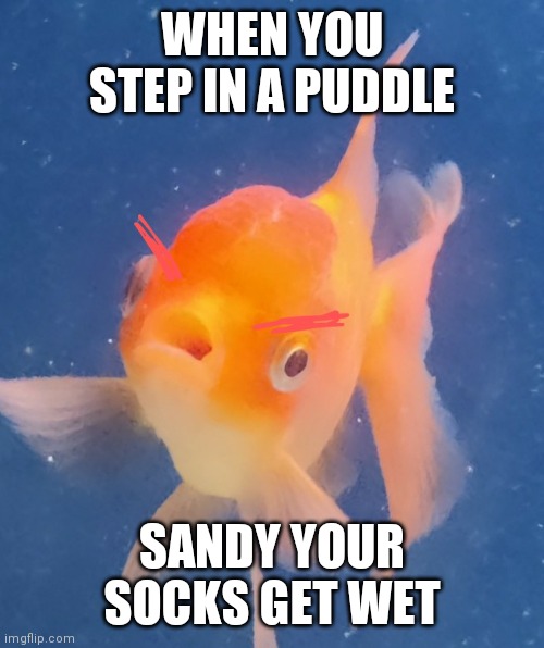 Wet socks | WHEN YOU STEP IN A PUDDLE; SANDY YOUR SOCKS GET WET | image tagged in mad fish | made w/ Imgflip meme maker