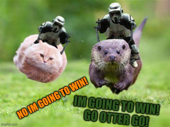 who will win? | NO IM GOING TO WIN! IM GOING TO WIN! 
GO OTTER GO! | image tagged in flying cat,flying otter | made w/ Imgflip meme maker
