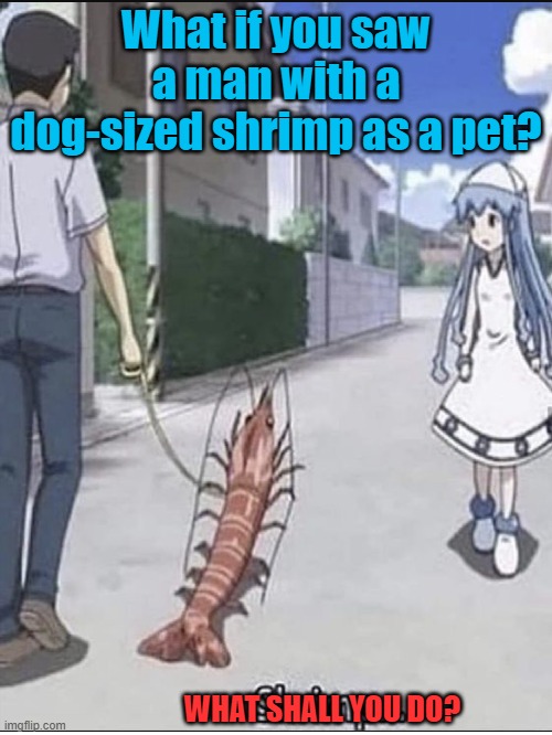 What if you saw a Dog-size Shrimp | What if you saw a man with a dog-sized shrimp as a pet? WHAT SHALL YOU DO? | image tagged in shrimp | made w/ Imgflip meme maker