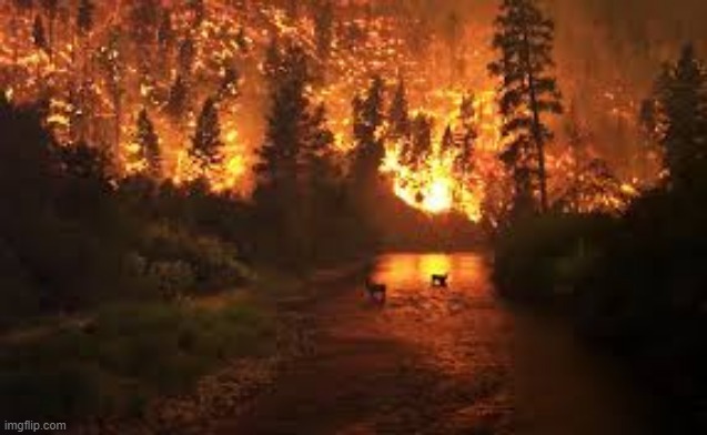 California Wildfire | image tagged in california wildfire | made w/ Imgflip meme maker
