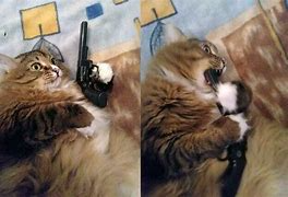 High Quality Cat Gun Blank Meme Template