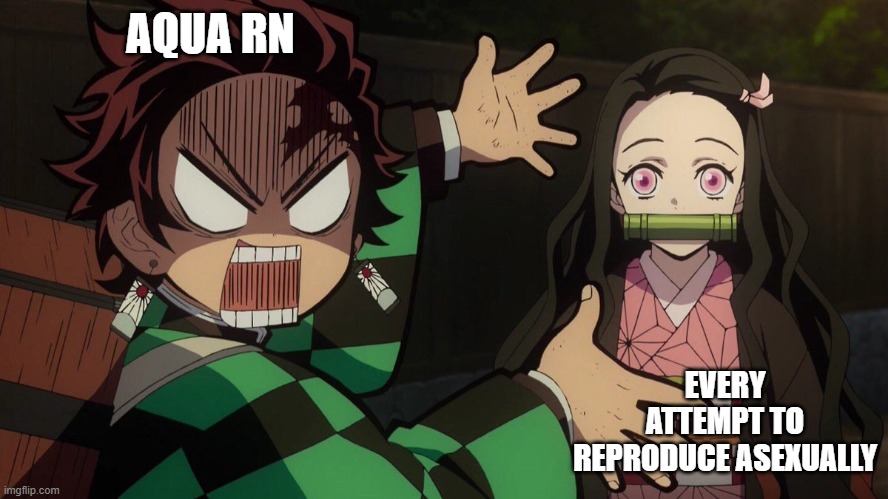 Our Nezuko | AQUA RN; EVERY ATTEMPT TO REPRODUCE ASEXUALLY | image tagged in our nezuko | made w/ Imgflip meme maker