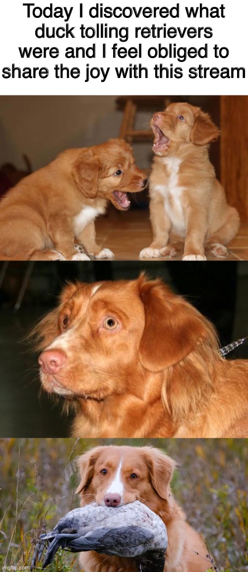 Today I discovered what duck tolling retrievers were and I feel obliged to share the joy with this stream | image tagged in dogs,dog,wholesome,duck toller,duck tolling retriever,posts | made w/ Imgflip meme maker