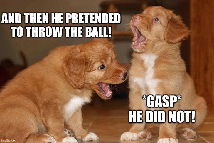 New template! Gossiping tollers! | AND THEN HE PRETENDED TO THROW THE BALL! *GASP* HE DID NOT! | image tagged in dogs,dog,wholesome,cute puppies,puppies | made w/ Imgflip meme maker