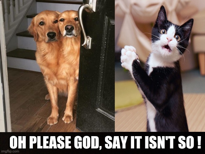 Oh No ! | OH PLEASE GOD, SAY IT ISN'T SO ! | image tagged in cats,dogs,two headed dog,praying cat,funny,animal memes | made w/ Imgflip meme maker