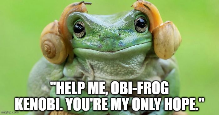 Funny meme - frog looks like it's wearing Princess Leia buns (snails) - Star Wars. | "HELP ME, OBI-FROG KENOBI. YOU'RE MY ONLY HOPE." | image tagged in humor,frog,funny meme,funny animals,star wars,princess leia | made w/ Imgflip meme maker