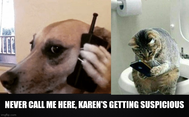 Never Call Me Here | NEVER CALL ME HERE, KAREN'S GETTING SUSPICIOUS | image tagged in cats,dogs,cats and dogs,never call me here,funny,funny pet memes | made w/ Imgflip meme maker